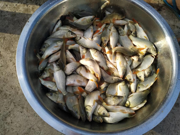 鱼5