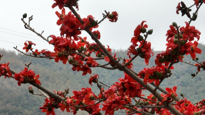 木棉花开红似火3