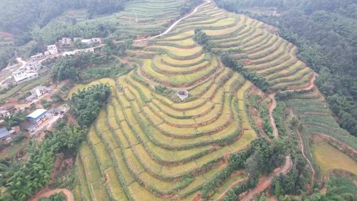 老厂乡：又”稻“一年丰收季 唱响“富民兴村”兴乐章 (1)