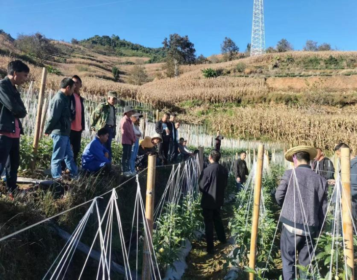 乡村振兴｜建兴乡开展人参果种植技术培训会2