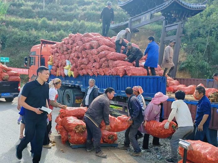 建兴：老箐黄精又见丰收 “药材经济”托起乡村振兴梦5